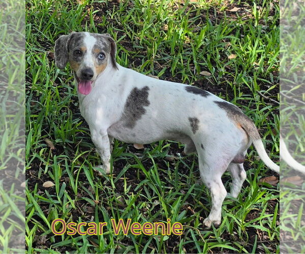 Medium Photo #4 Dachshund Puppy For Sale in San Antonio, TX, USA