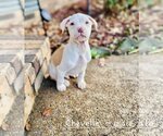 Small Photo #12 Mutt Puppy For Sale in Wakefield, RI, USA