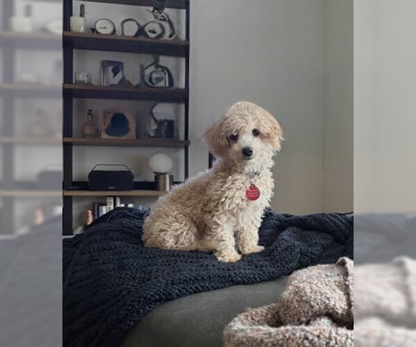 Medium Photo #7 Poochon Puppy For Sale in St. Louis Park, MN, USA