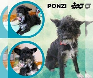 Mutt Dogs for adoption in Lindsay, CA, USA