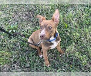 Medium German Shepherd Dog Mix