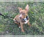 Small German Shepherd Dog Mix