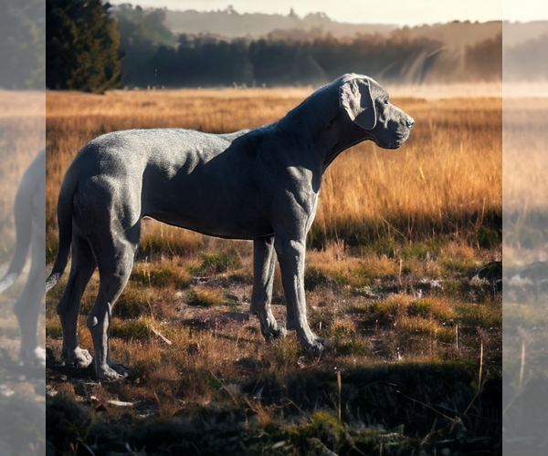 Medium Photo #1 Great Dane Puppy For Sale in GREENVILLE, NC, USA