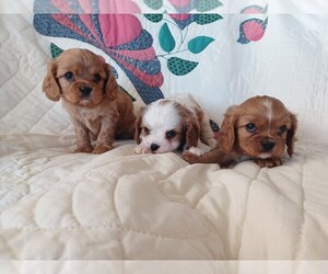 Cavalier King Charles Spaniel Puppy for Sale in STANLEY, Wisconsin USA