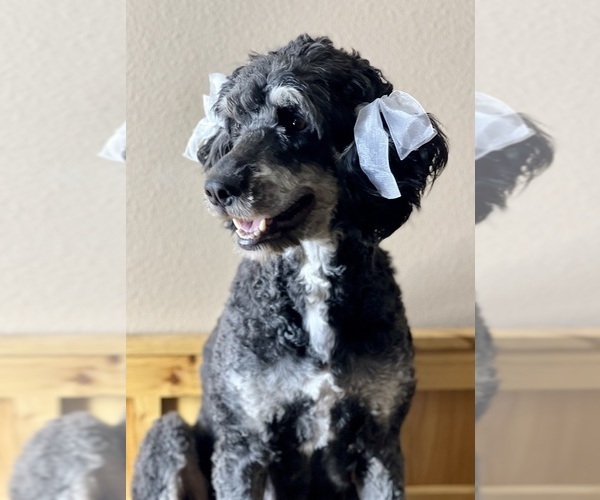 Medium Photo #1 Miniature Bernedoodle Puppy For Sale in CRAWFORDSVLLE, IA, USA