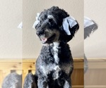 Small Photo #1 Miniature Bernedoodle Puppy For Sale in CRAWFORDSVLLE, IA, USA