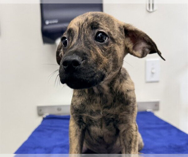 Medium Photo #1 Labrador Retriever-Unknown Mix Puppy For Sale in San Clemente, CA, USA