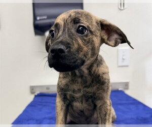 Labrador Retriever-Unknown Mix Dogs for adoption in San Clemente, CA, USA