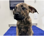 Small Labrador Retriever Mix