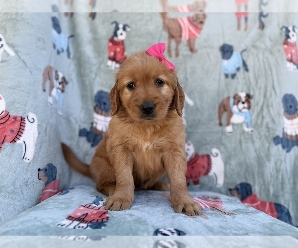Medium Photo #9 Golden Retriever Puppy For Sale in LAKELAND, FL, USA