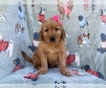 Small #8 Golden Retriever