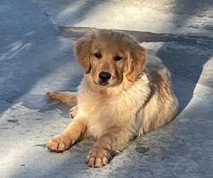 Golden Retriever Puppy for sale in VALENCIA, CA, USA