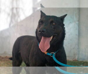 Love - Female Labrador Retriever Dog for Adoption - Photo #4