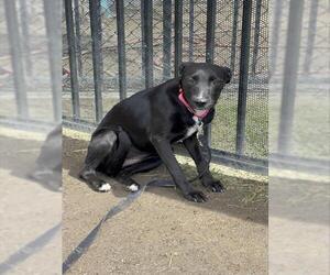 MIDNIGHT - Female German Shepherd Dog-Unknown Mix Dog for Adoption - Photo #2