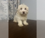 Small #16 Havanese