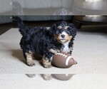 Small Photo #1 Miniature Bernedoodle Puppy For Sale in FREDERICKSBG, OH, USA