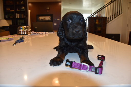 Medium Photo #1 Gordon Setter Puppy For Sale in LEWISTON, UT, USA