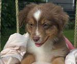 Small #5 Miniature American Shepherd