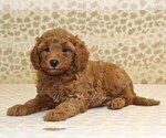 Small #3 Cavapoo