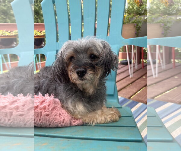 Medium Photo #4 Mutt Puppy For Sale in Pacolet, SC, USA