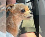 Small #1 Chihuahua Mix