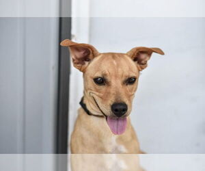 Mutt Dogs for adoption in Evansville, IN, USA