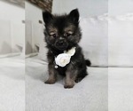 Small Photo #14 Pomeranian Puppy For Sale in BRONSON, MI, USA