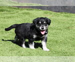 Small German Shepherd Dog Mix