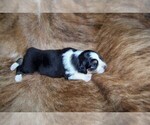 Small #9 Australian Shepherd