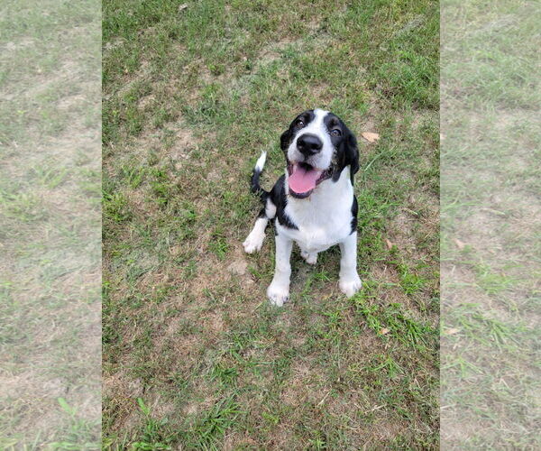 Medium Photo #3 Mutt Puppy For Sale in Redfield, AR, USA
