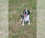 Small #2 Mutt