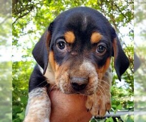 Basset Hound-Unknown Mix Dogs for adoption in Deepwater, NJ, USA