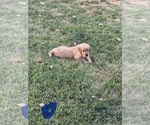 Puppy Howard Blue Golden Retriever