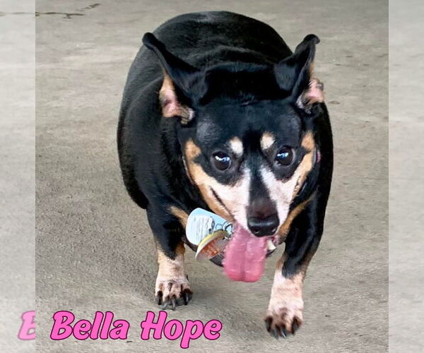 Medium Photo #49 Dachshund-Unknown Mix Puppy For Sale in San Antonio, TX, USA