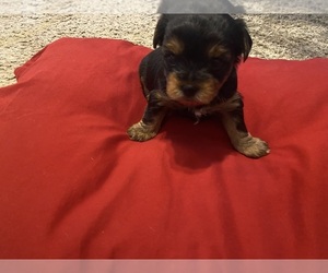 Yorkshire Terrier Puppy for sale in ALBERTA, VA, USA