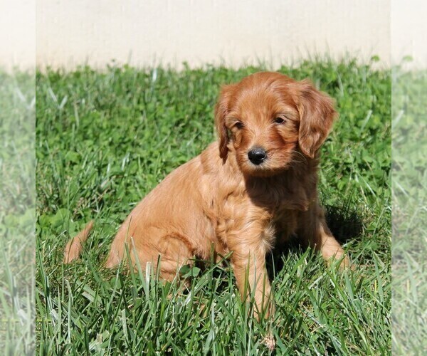 Medium Photo #5 Labradoodle-Poodle (Standard) Mix Puppy For Sale in RONKS, PA, USA
