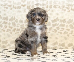 Miniature Bernedoodle Puppy for sale in DENVER, PA, USA