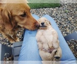 Small #14 Golden Retriever