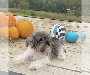 Schnauzer (Miniature) Puppy for sale in LAWRENCEBURG, TN, USA