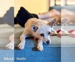 Small #2 Mutt