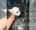 Small Photo #5 American Bully-French Bulldog Mix Puppy For Sale in KENNETT, MO, USA