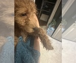 Small #2 Cock-A-Poo-Maltipoo Mix