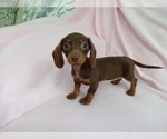 Small Photo #1 Dachshund Puppy For Sale in LAUREL, MS, USA
