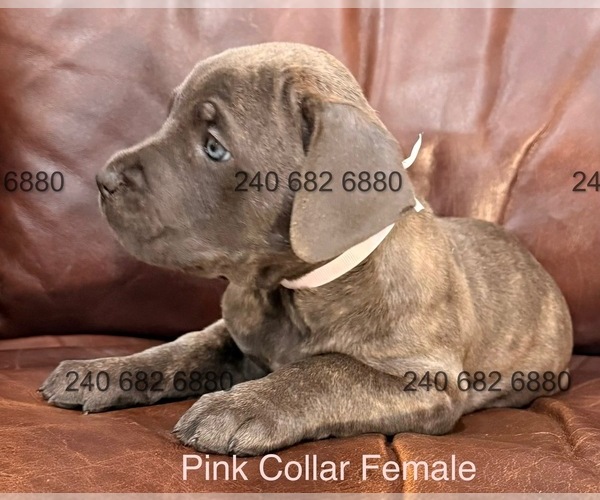 Medium Photo #3 Cane Corso Puppy For Sale in LA PLATA, MD, USA