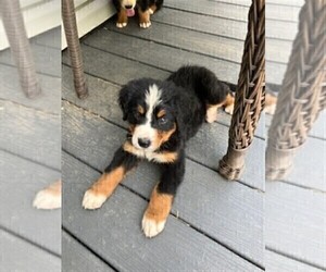 Bernese Mountain Dog Litter for sale in CARROLLTON, OH, USA