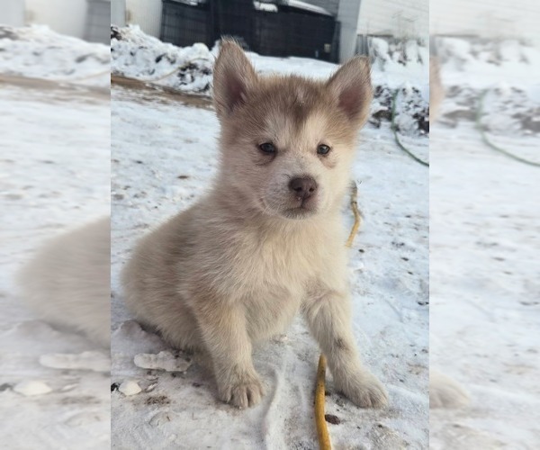 Medium Photo #1 Alaskan Malamute Puppy For Sale in CRIVITZ, WI, USA