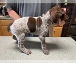 Small Photo #10 German Shorthaired Pointer Puppy For Sale in ALBEMARLE, NC, USA