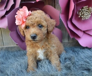 Poodle (Miniature) Puppy for sale in HONEY BROOK, PA, USA