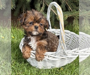 Shorkie Tzu Puppy for sale in MIDDLEBURY, IN, USA