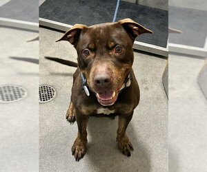 Labrador Retriever Dogs for adoption in Forestville, MD, USA